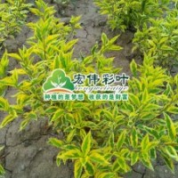 金邊連翹小苗彩葉苗綠化苗木長期供應