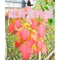 紅葉復葉槭
