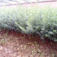 紅豆杉苗、紫杉苗、東北紅豆杉