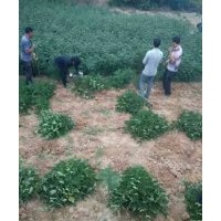 花椒苗 杜梨苗 梨樹苗 杏樹苗 桃樹苗 側(cè)柏苗