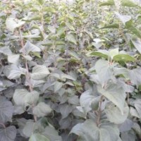 山東諸城供應二年生紫丁香小苗