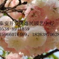 山東泰安櫻花苗批發價格