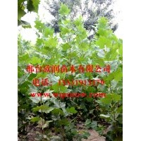 大量供應法桐 8公分