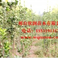 欣潤苗木大量供應北海道黃楊 高2.5米