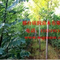 欣潤苗木大量供應白蠟 2公分