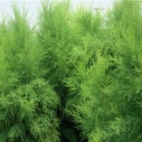鹽松及鹽松小苗的綠化應用優勢