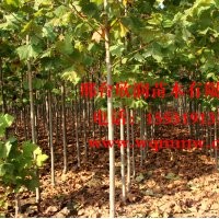 河北邢臺(tái)欣潤(rùn)苗木大量供應(yīng)法桐 10公分