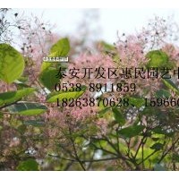 山東黃櫨樹苗批發價格