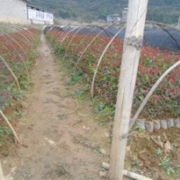 供應松樹苗、桉樹苗等造林苗