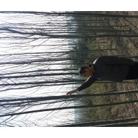 營(yíng)養(yǎng)杯油松14x17、16x16高5o一70公分,新疆楊胸徑1一2o公分,各種