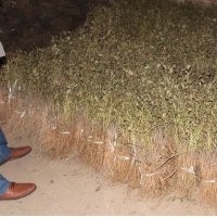供應油用牡丹 山西油用牡丹價格