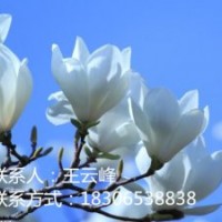 玉蘭苗專賣、品種優、價格低
