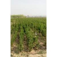 供應紫葉李，紅葉李，瓜子紅楊，冬青