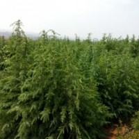 雪松和紅豆杉量大，價格面議！