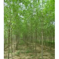 山東白蠟批發價格哪家低