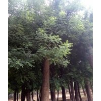 國槐 速生國槐