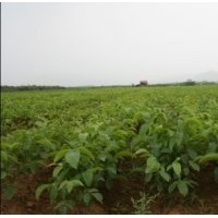 山西運(yùn)城絳縣供應(yīng)核薄皮桃苗香玲核桃苗