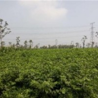 鑫森源,構樹樹苗,構樹樹苗價格