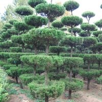 萊州信合園藝供應五層造型龍柏