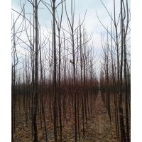 河南楸樹基地|河南周口便宜楸樹網3、4、5、6