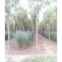 香花槐#火炬樹
