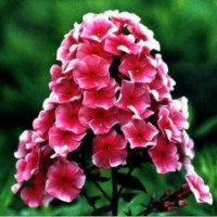 節日草花_草花_山一草花種植基地(圖)