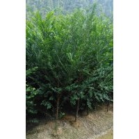 紅豆杉基地直銷(xiāo)