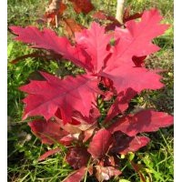 歐洲紅櫟2年苗2017年預售