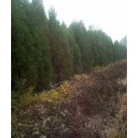 供應(yīng)蜀檜、側(cè)柏、龍柏、油松、華山松、白皮松、華山松