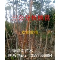 紫穗槐 國槐