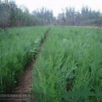 山西側柏小苗 鈣果苗 杜梨苗 白皮松 油松急售