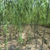 黑龍江省綏化地區海倫樹穗樹苗大量出售
