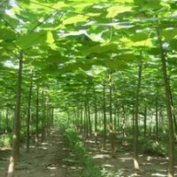 泡桐基地|泡桐價格|泡桐小苗