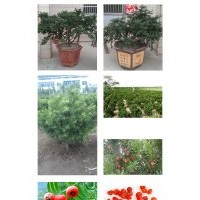 曼地亞紅豆杉