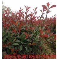 低價供應紅葉石楠小苗