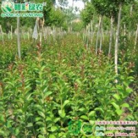 速生玫紅紫薇 紫薇新品 綠農速生玫紅紫薇批發小苗