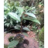 誠信出售防普金花茶杯苗，南寧防普金花茶
