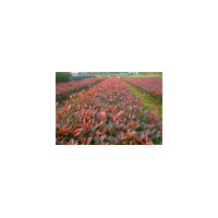 批發紅葉石楠小苗、紅葉石楠小苗價格