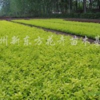 供應金葉女貞、紅葉小檗、龍柏
