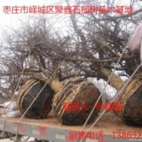供應(yīng)山東石榴樹、石榴樹苗、