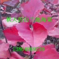 山東白蘭地海棠，白蘭地海棠接穗，白蘭地海棠接穗價格