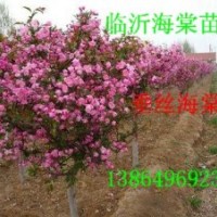 供山東皺皮木瓜苗，木瓜海棠，垂絲海棠，西府海棠