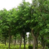 河南白蠟價格，速生白蠟，白蠟樹現貨量大