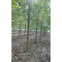 常年供應各種喬木