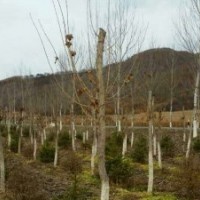常年供應九角楓，五角楓，皂角，蒙古礫，云杉