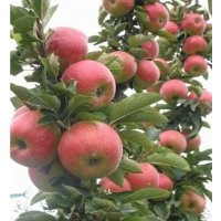 美國八號蘋果苗、神富一號蘋果苗、矮化蘋果苗