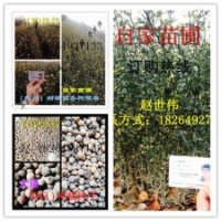山東臨沂大量供應各種規格 枸橘苗，枸橘種子，量大從優