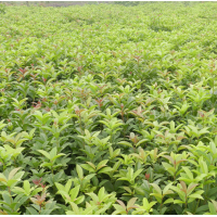 湖南供應(yīng) 桂花樹，精品桂花 8、15、20、30公分桂花樹