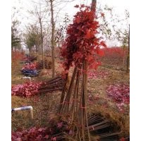 自產自銷美國紅楓：秋火焰丶紅點、紅冠紅楓