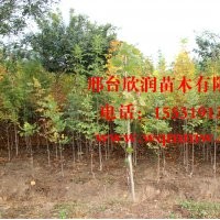 凈地處理白蠟3公分，垂柳2-3公分，香花槐4-5公分